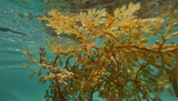 Sargassum