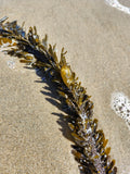 Feather Boa Kelp