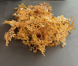 Sargassum
