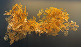 Sargassum