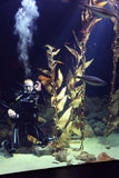 Pangea america Giant sea kelp in aquarium with diver