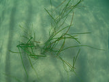 Pangea America eelgrass in the ocean 