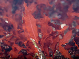 Red Marine Seaweed (Delesseria sanguinea)