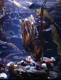 Pangea America Laminaria digitata in an aquarium