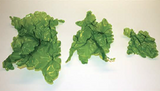 Product image-Pangea America synthetic sea lettuce size options