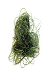 Product image-Pangea America synthetic spaghetti algae