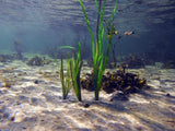 Pangea America synthetic turtlegrass in the ocean on a sandbed