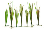 Shoal Grass