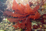 Red Marine Seaweed (Delesseria sanguinea)