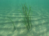 Pangea America eelgrass