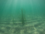 Pangea America eelgrass in the ocean 