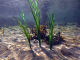 Pangea America eelgrass in the ocean 