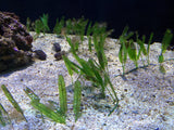 Pangea America synthetic Halophila Stipulacea in an aquarium