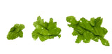 Sea Lettuce