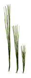 Surfgrass