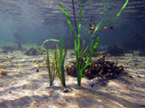 Pangea America offers thalassia testudinum, or turtlegrass for your aquatic exhibits