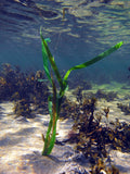 Pangea America synthetic Vallisneria gigantea in the ocean planted in an sandbed